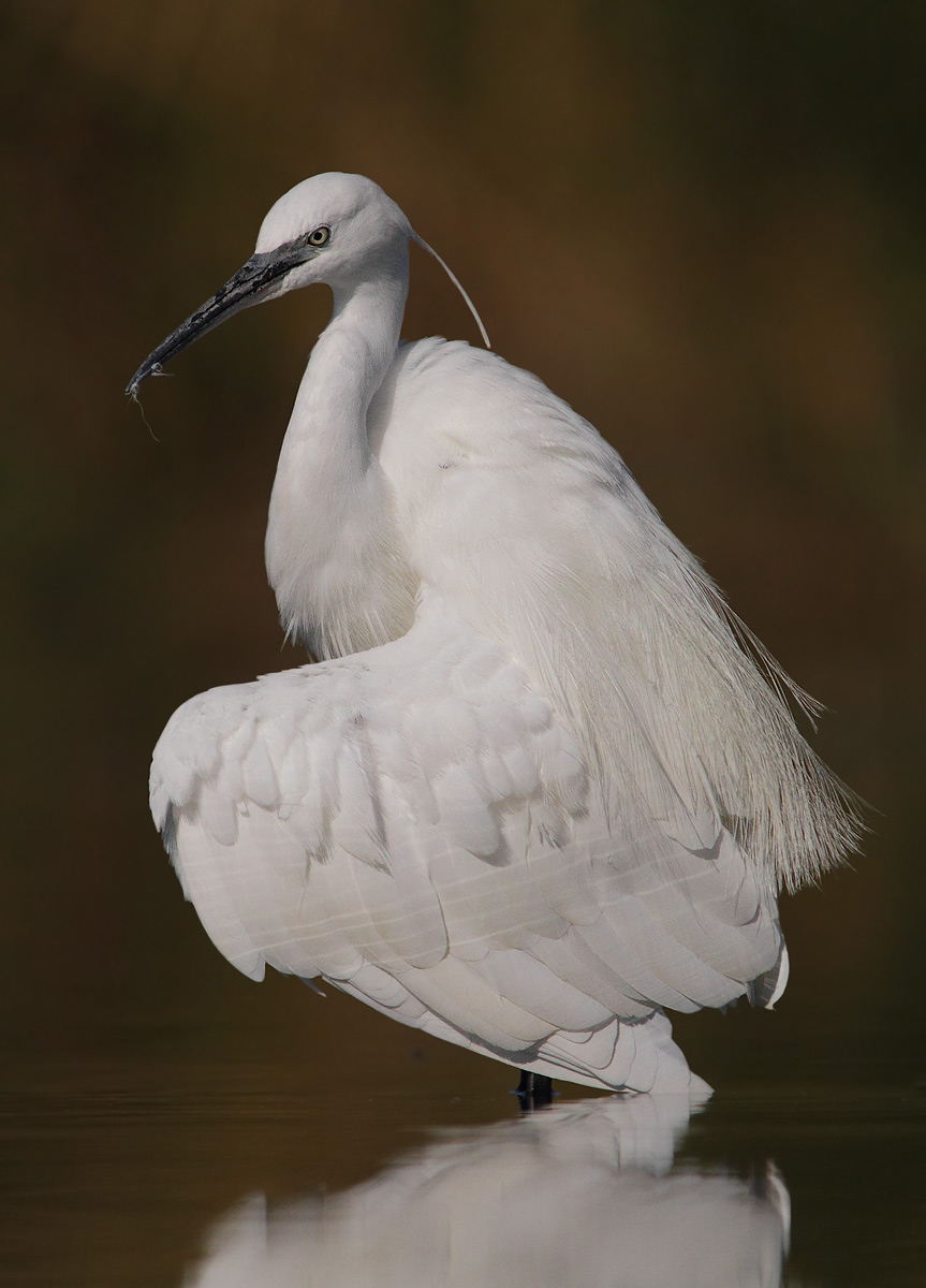 Egret