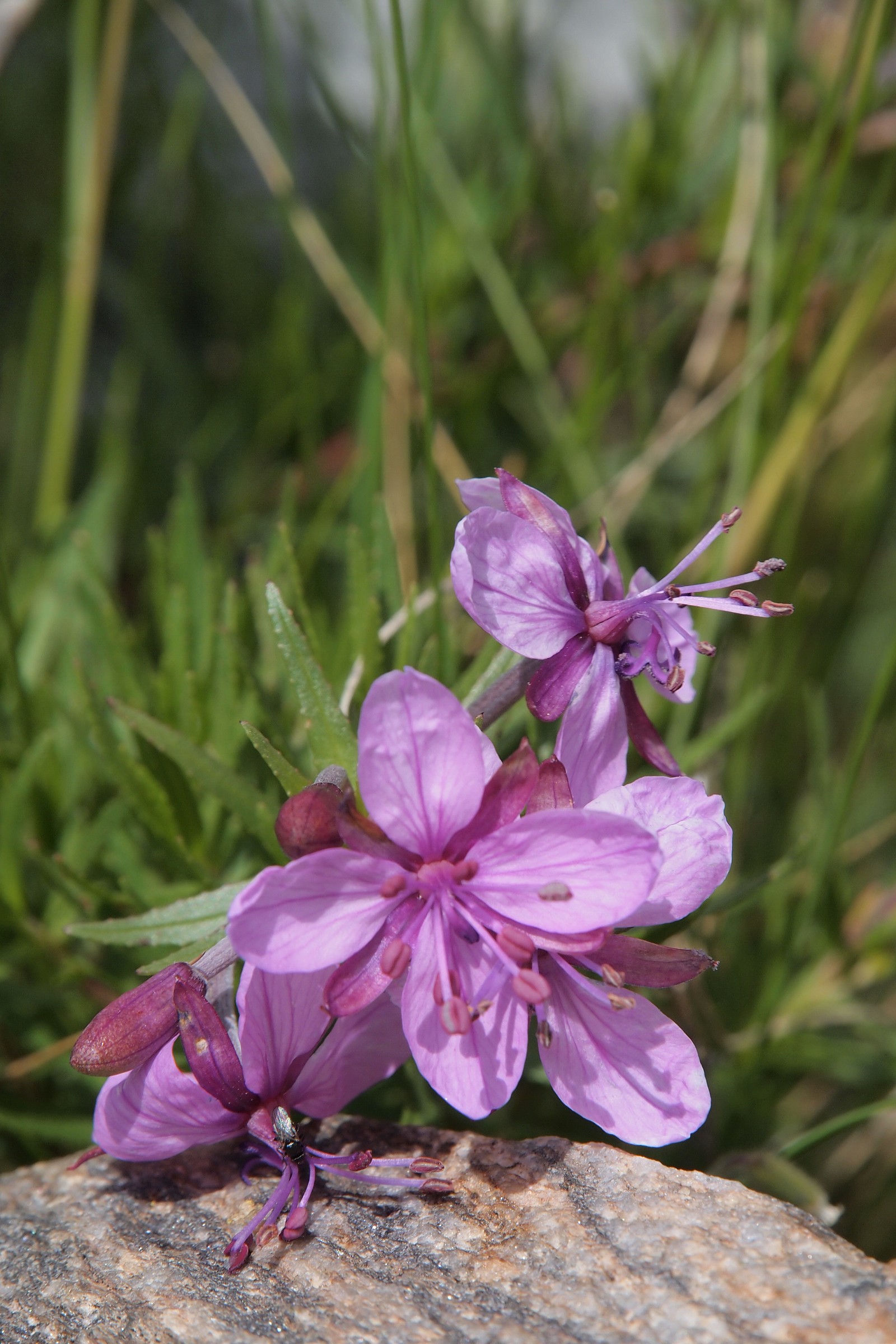 fiore di montagna