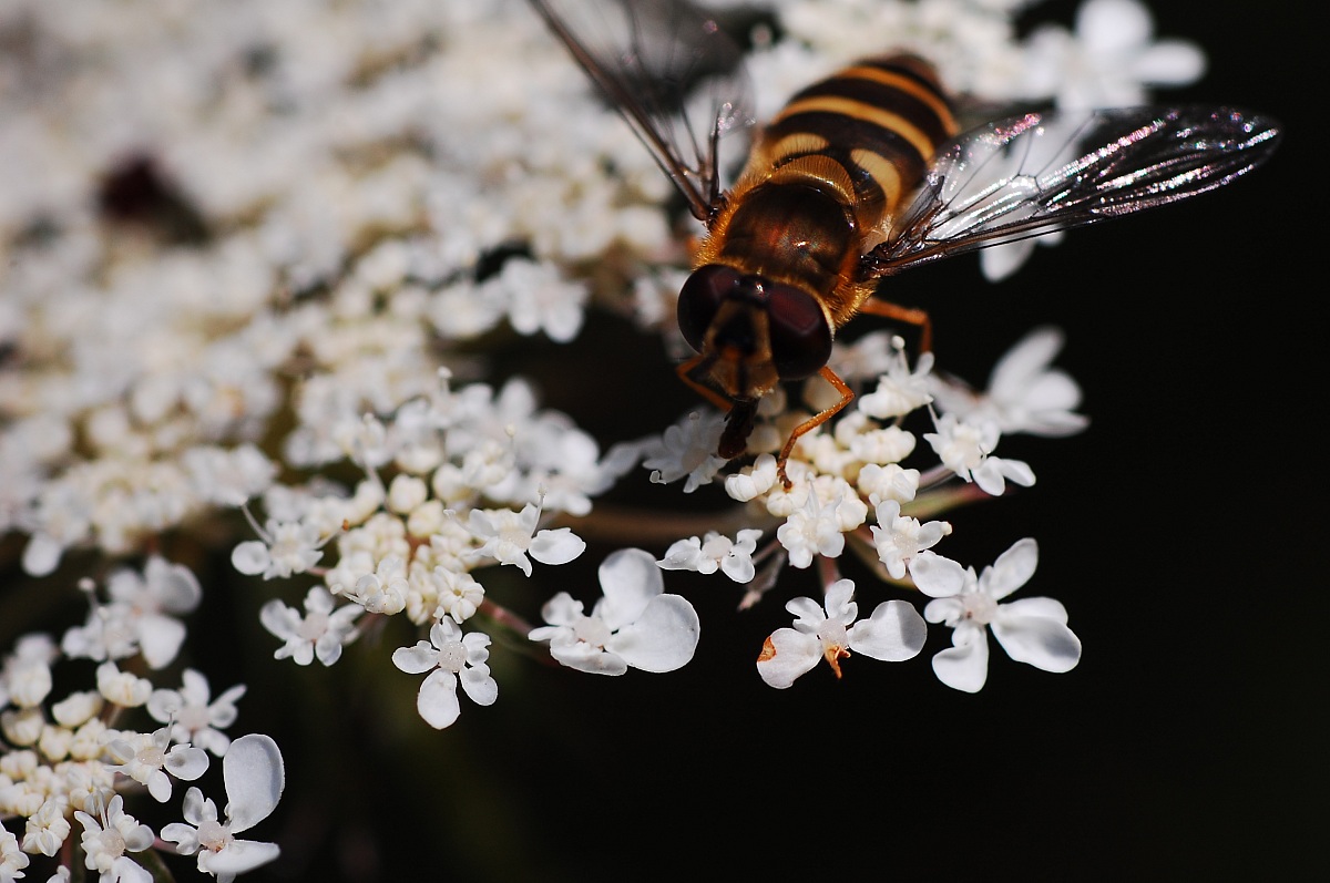 Un Ape che assomiglia ad una Mosca ^^