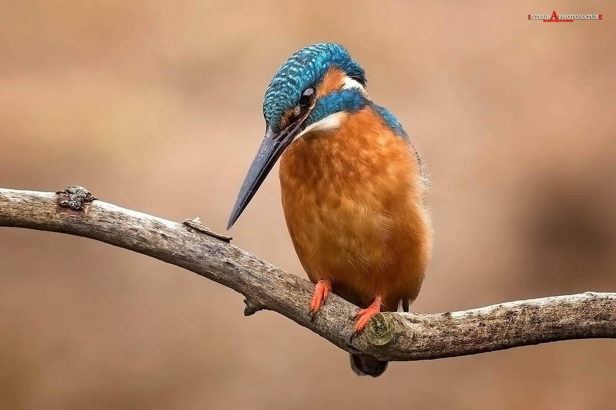 kingfisher