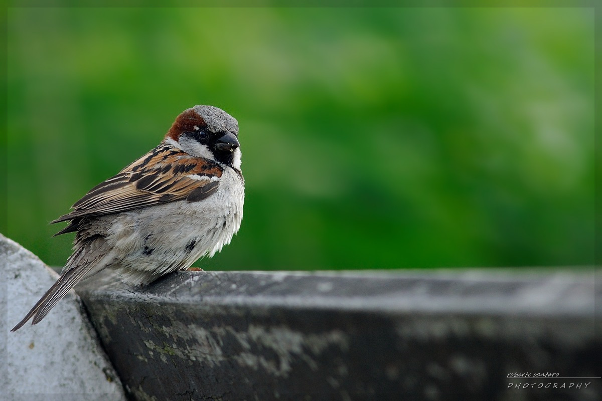 Passera oltremontana