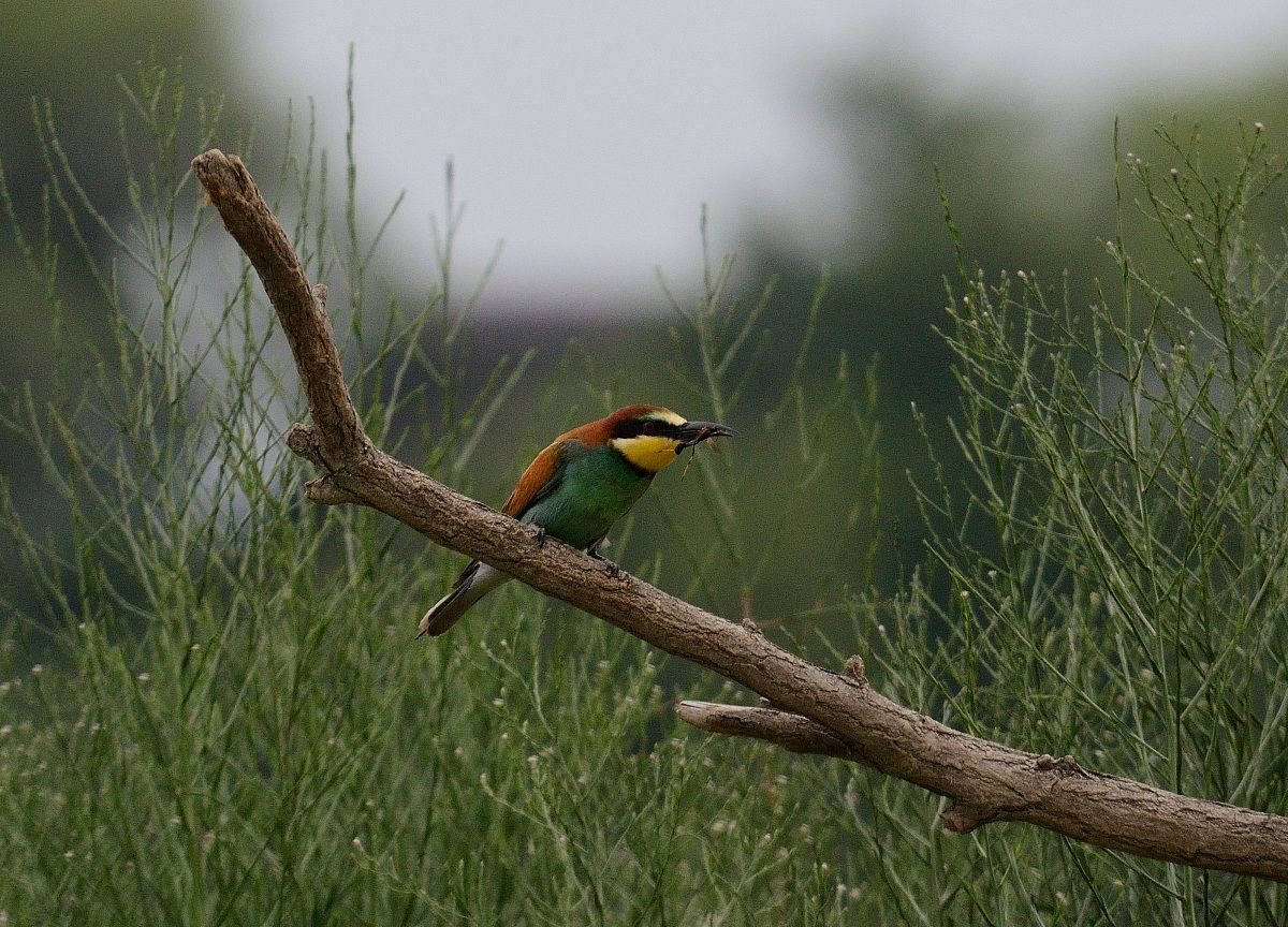 bee-eater