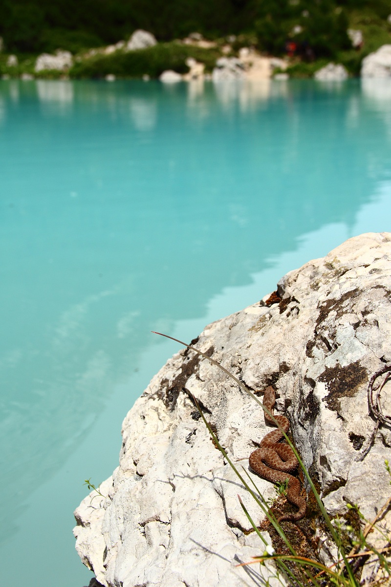 Tuffo sul Lago Del Sorapiss