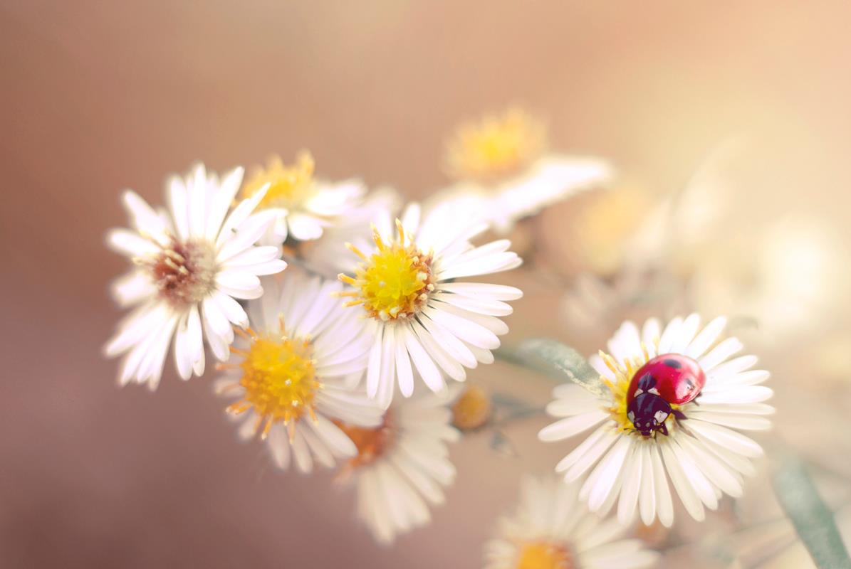 ladybug on a flower