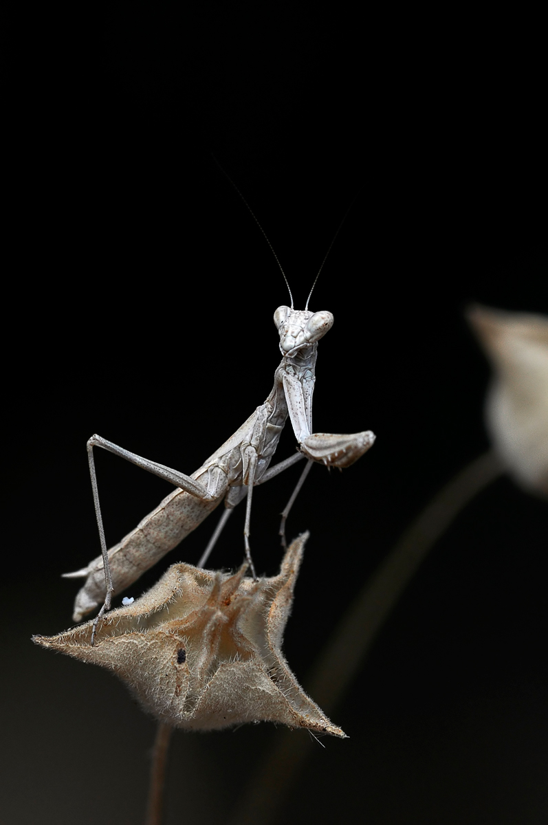 giovane mantide in penombra