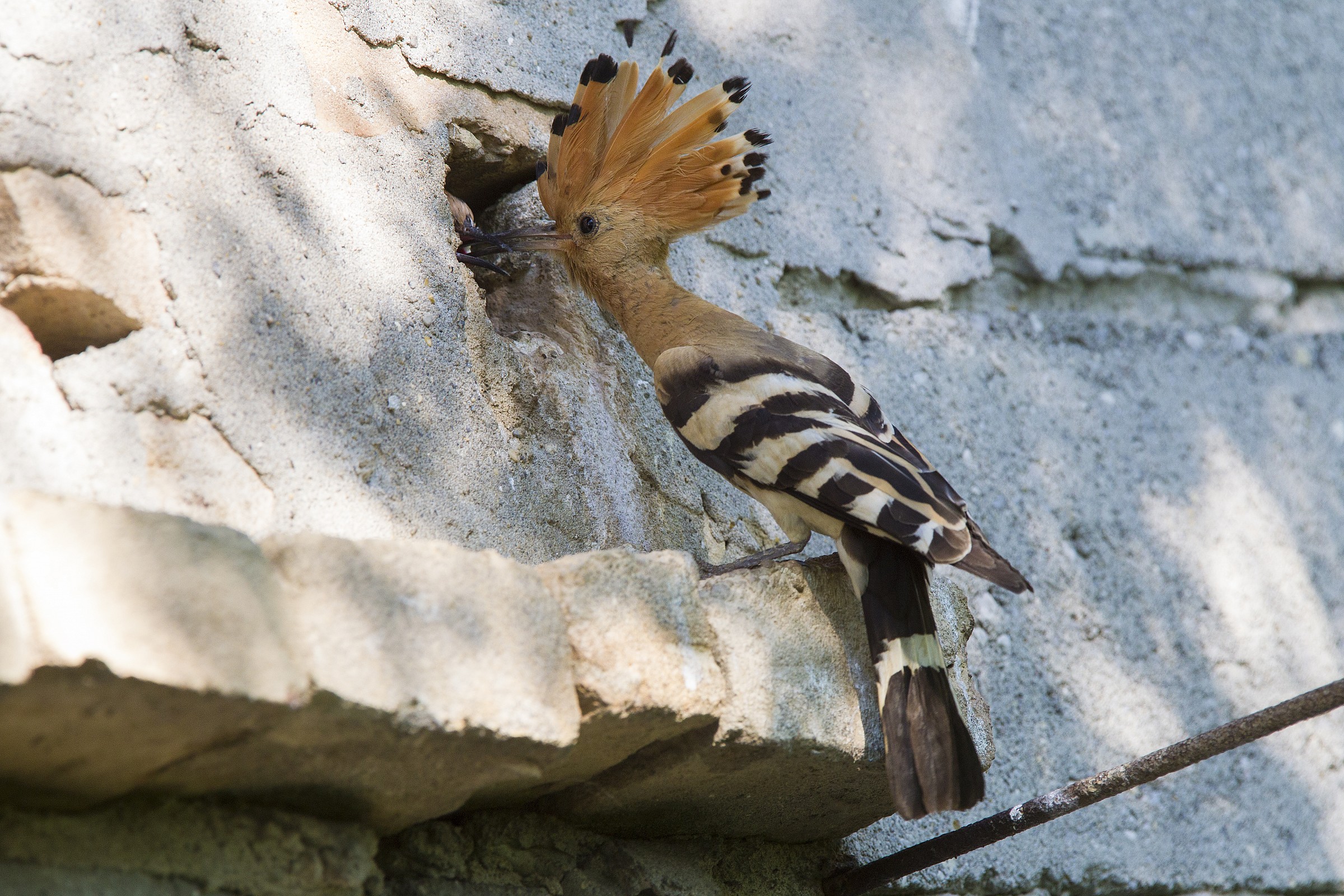 Hoopoe Nido