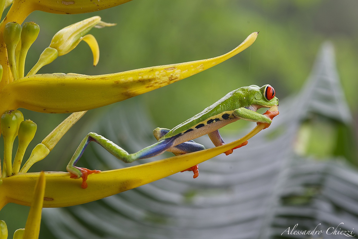 Long wheelbase ......