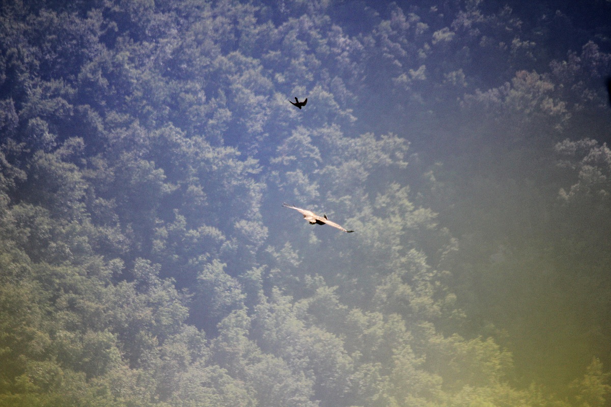 Mobbing di Un Pellegrino  su Aquila Reale