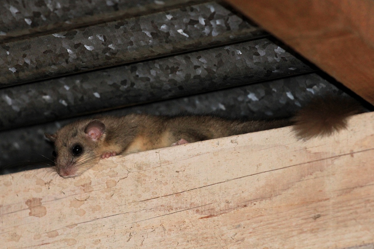 The dormouse in the garage