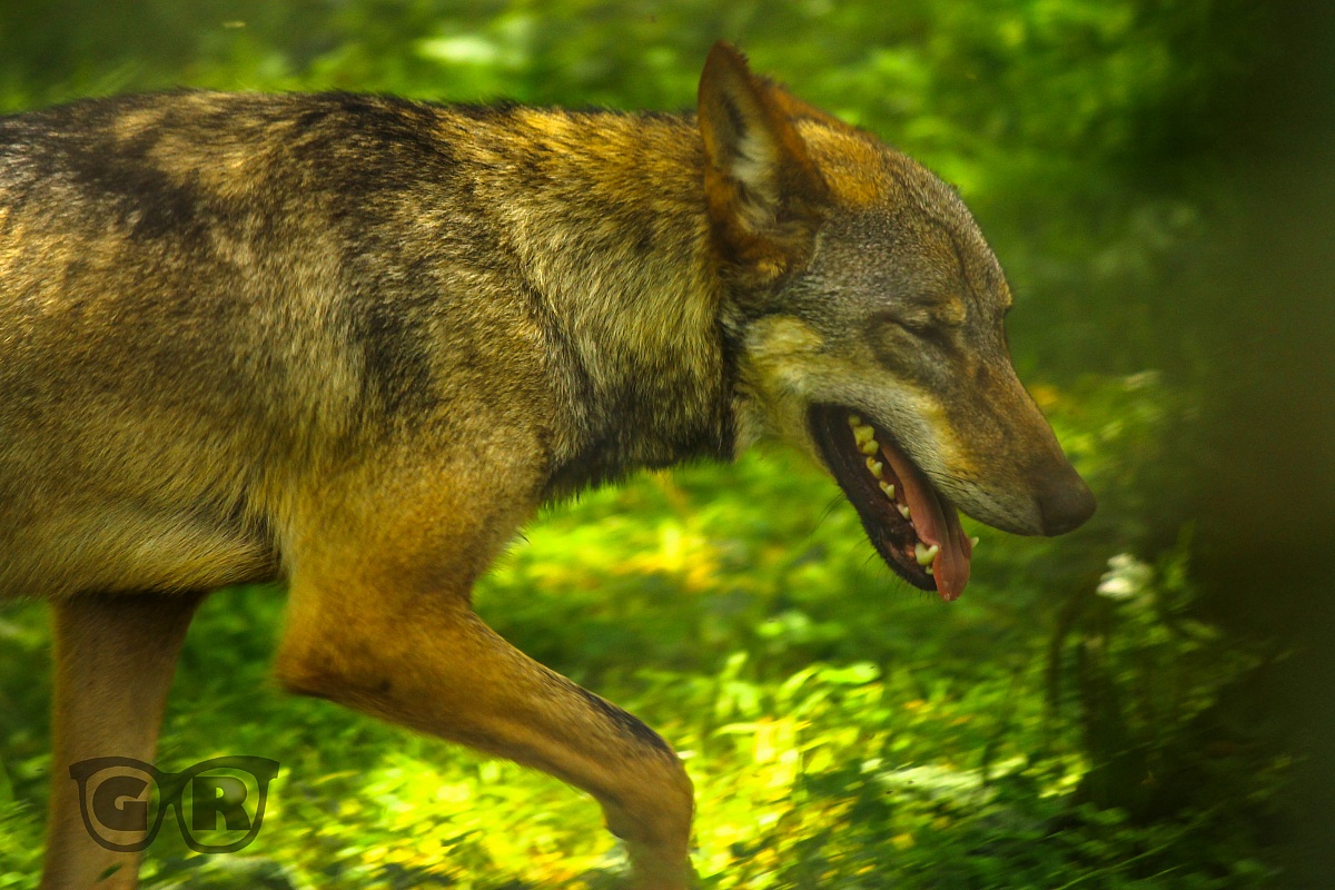 Lupo Europeo (Zoo d'Abruzzo)