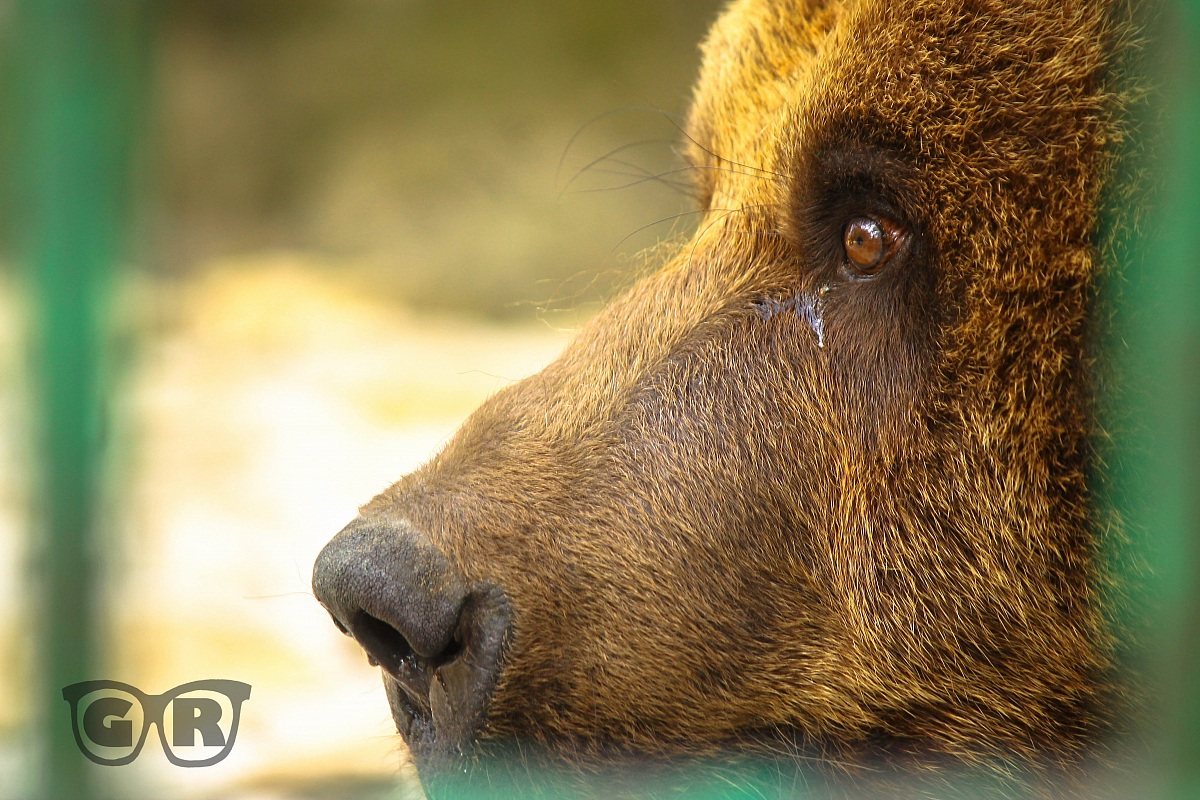 Orso Marsicano, lacrima