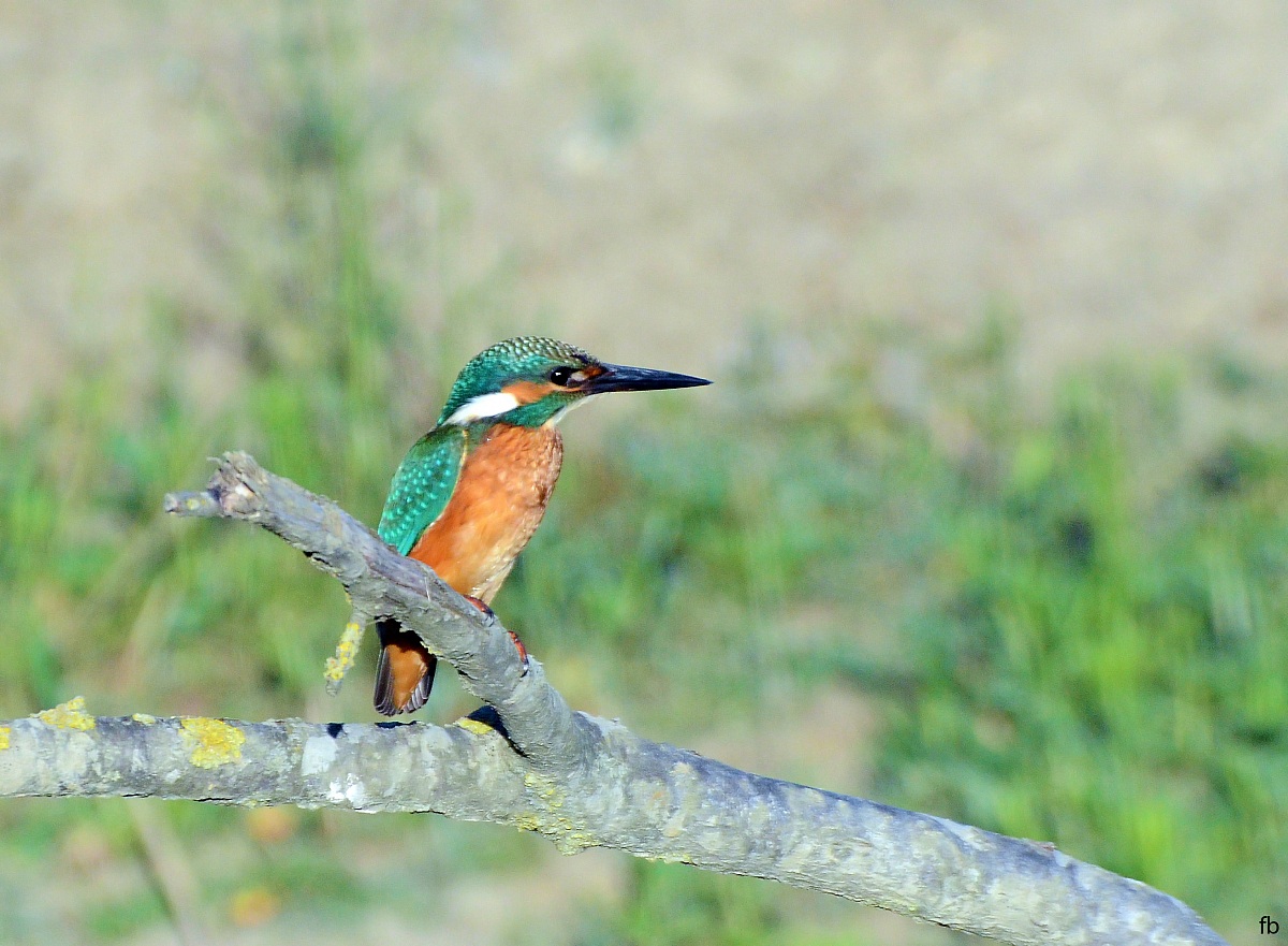 finalmente un martino discreto