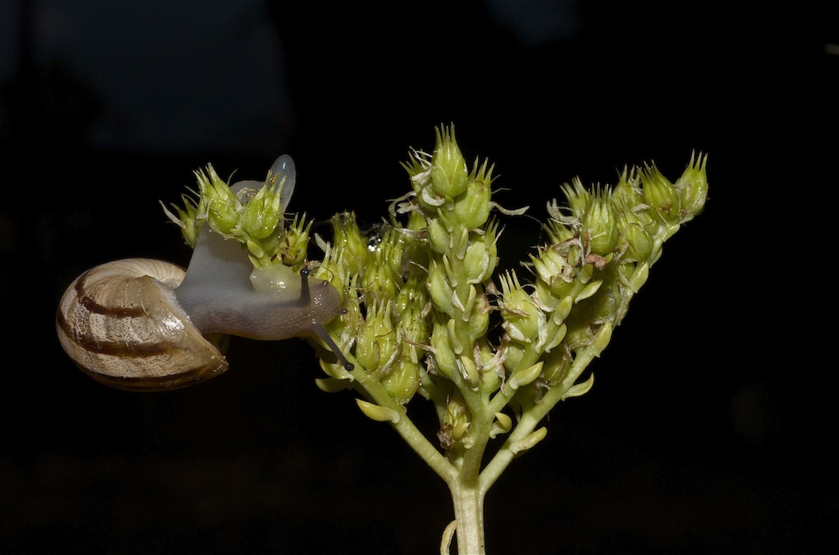 Lumaca in discesa azzardata