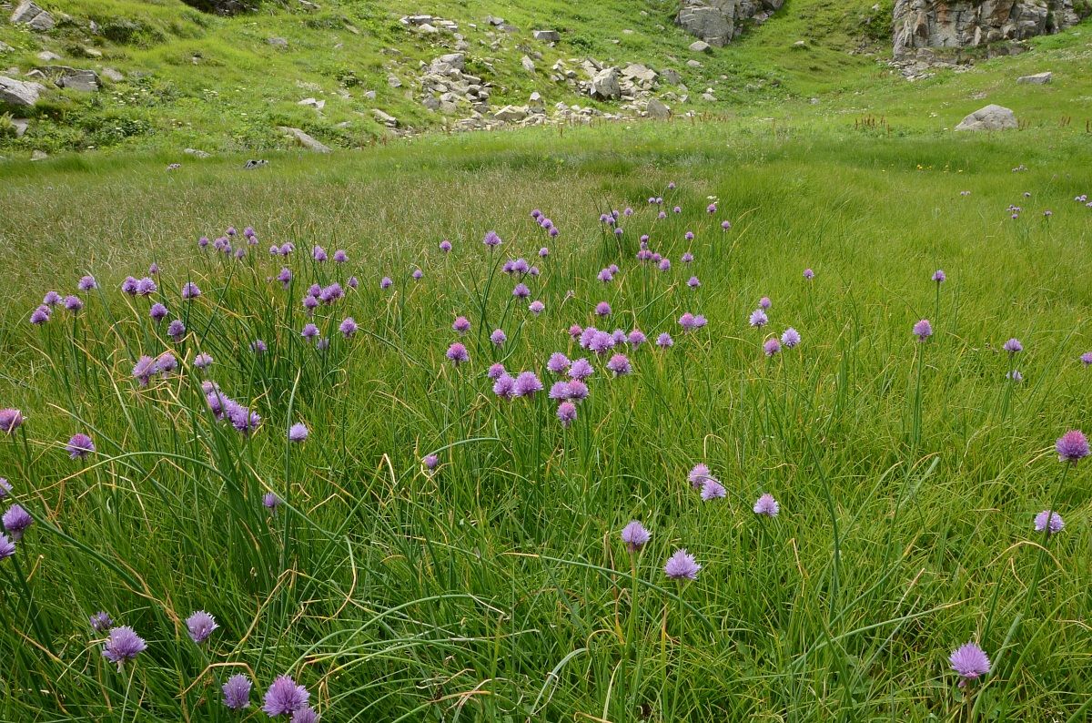 sulle sponde del lago delle strighe -Lagorai