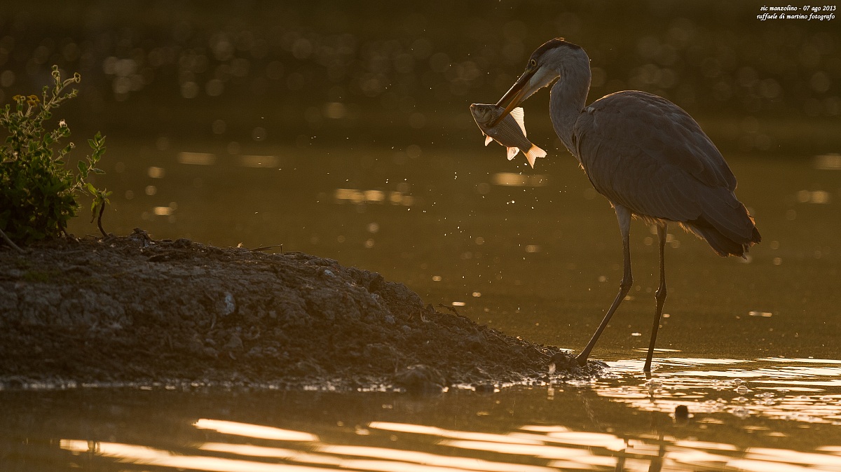 cattura in controluce