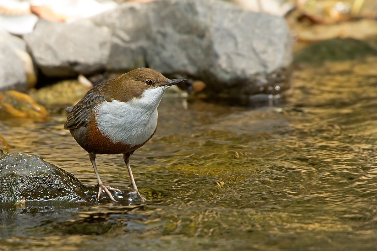 Dipper (Cinclus cinclus)