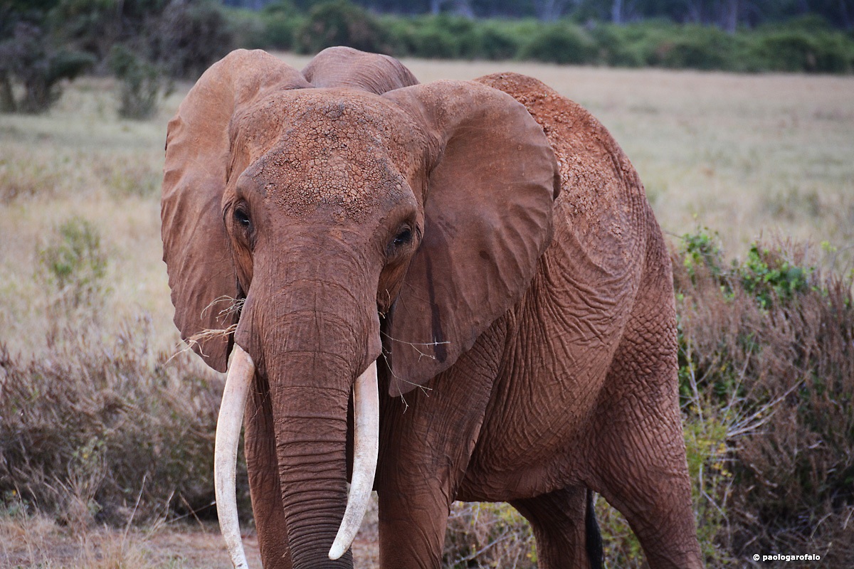 Elephant's portrait