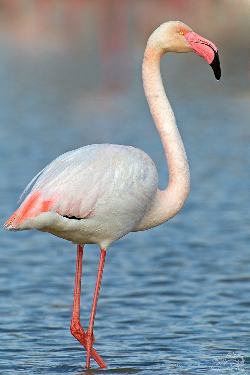 Flamingo