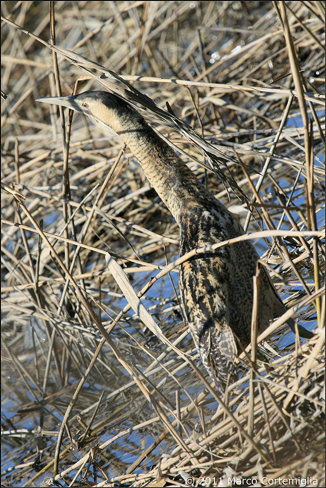 Tarabuso (Botaurus stellaris)