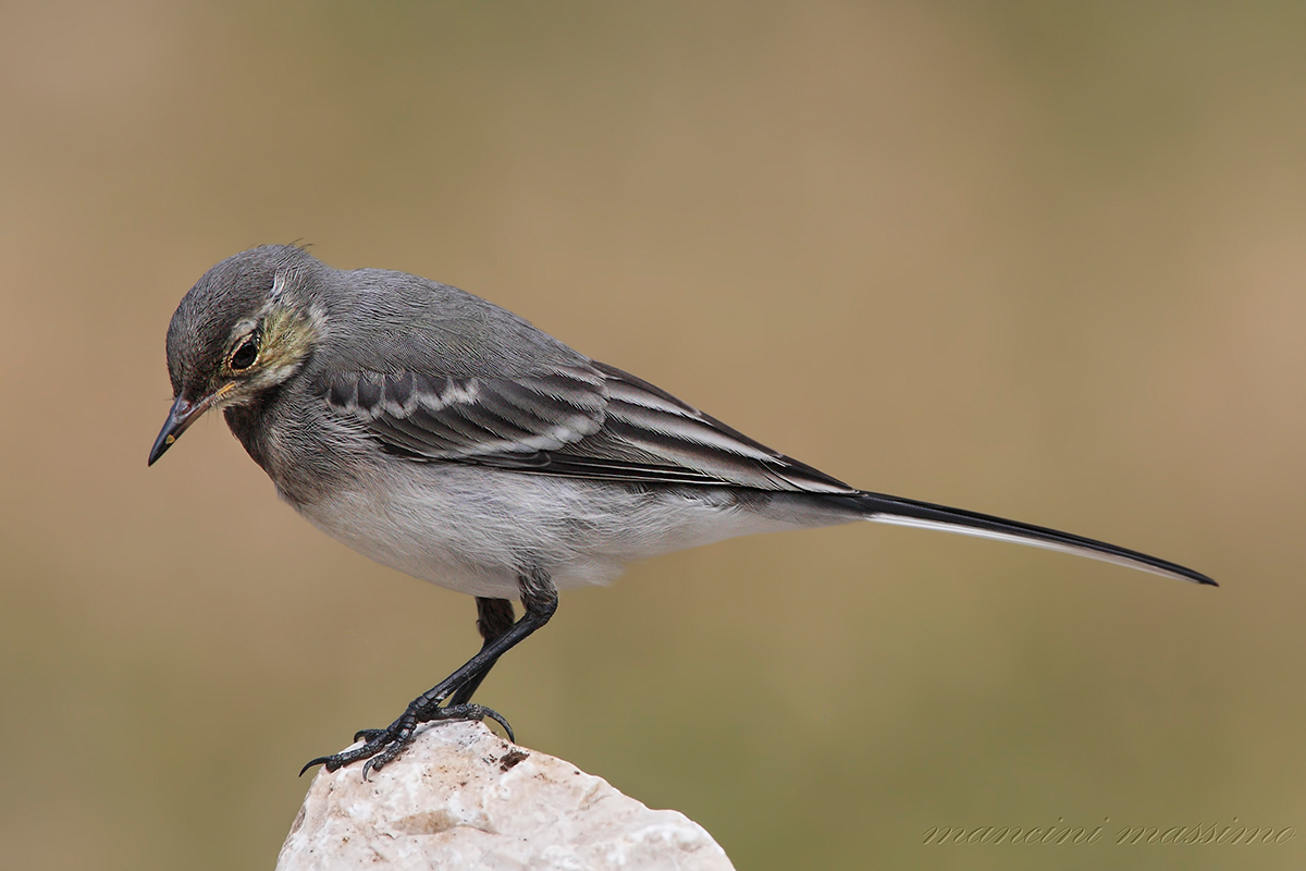 Ballerina bianca (Motocilla alba)