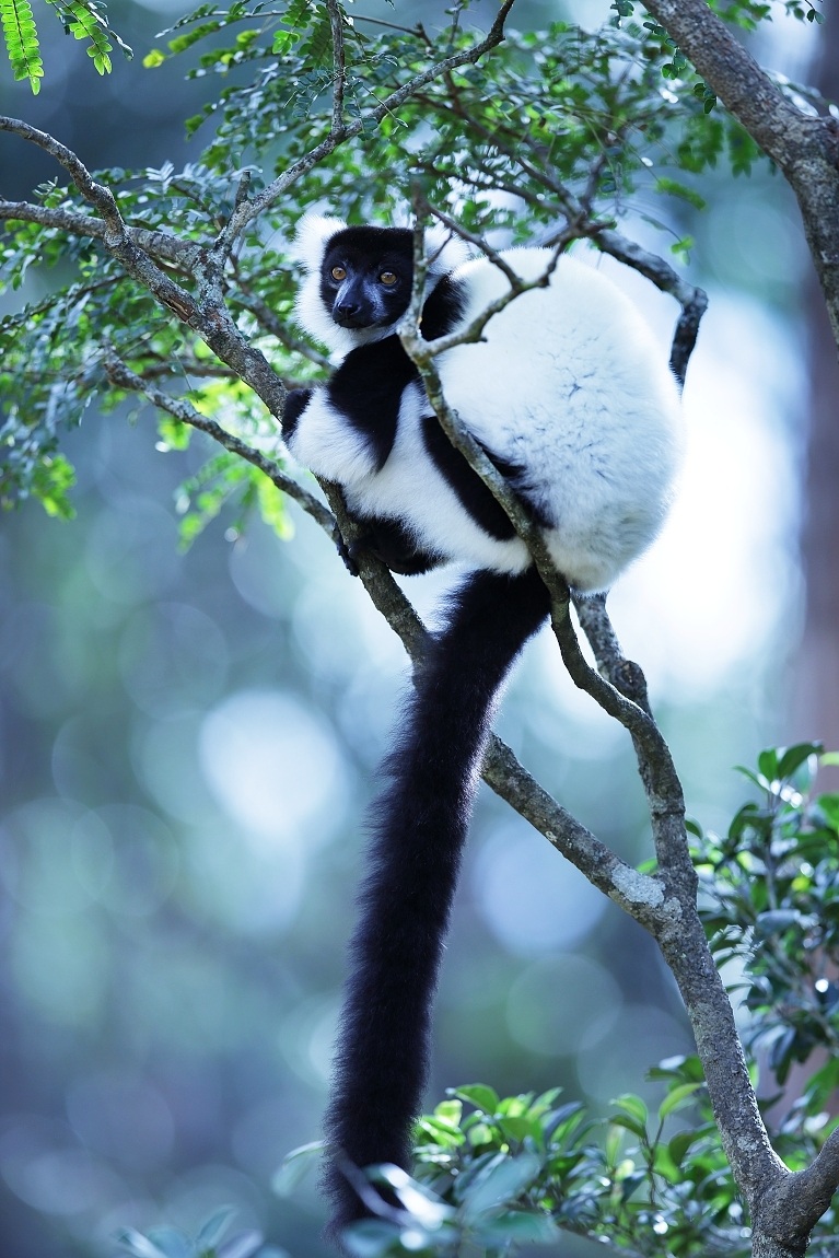 Lemur Vari