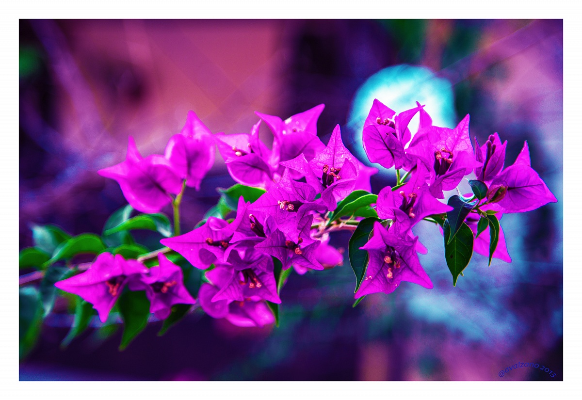 Bougainvillea