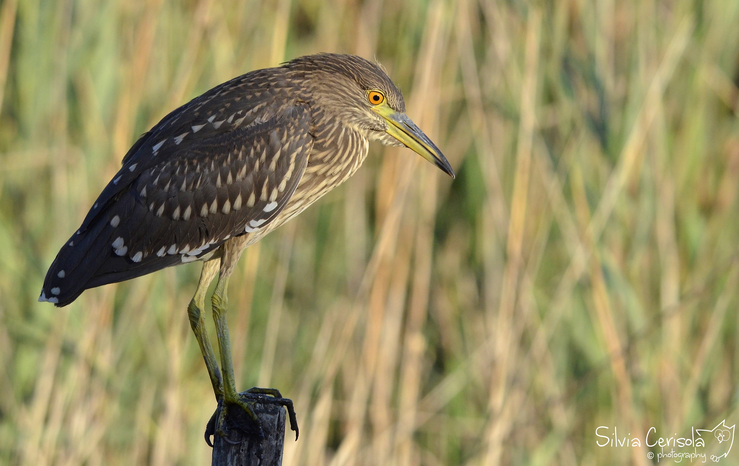 Night Heron young