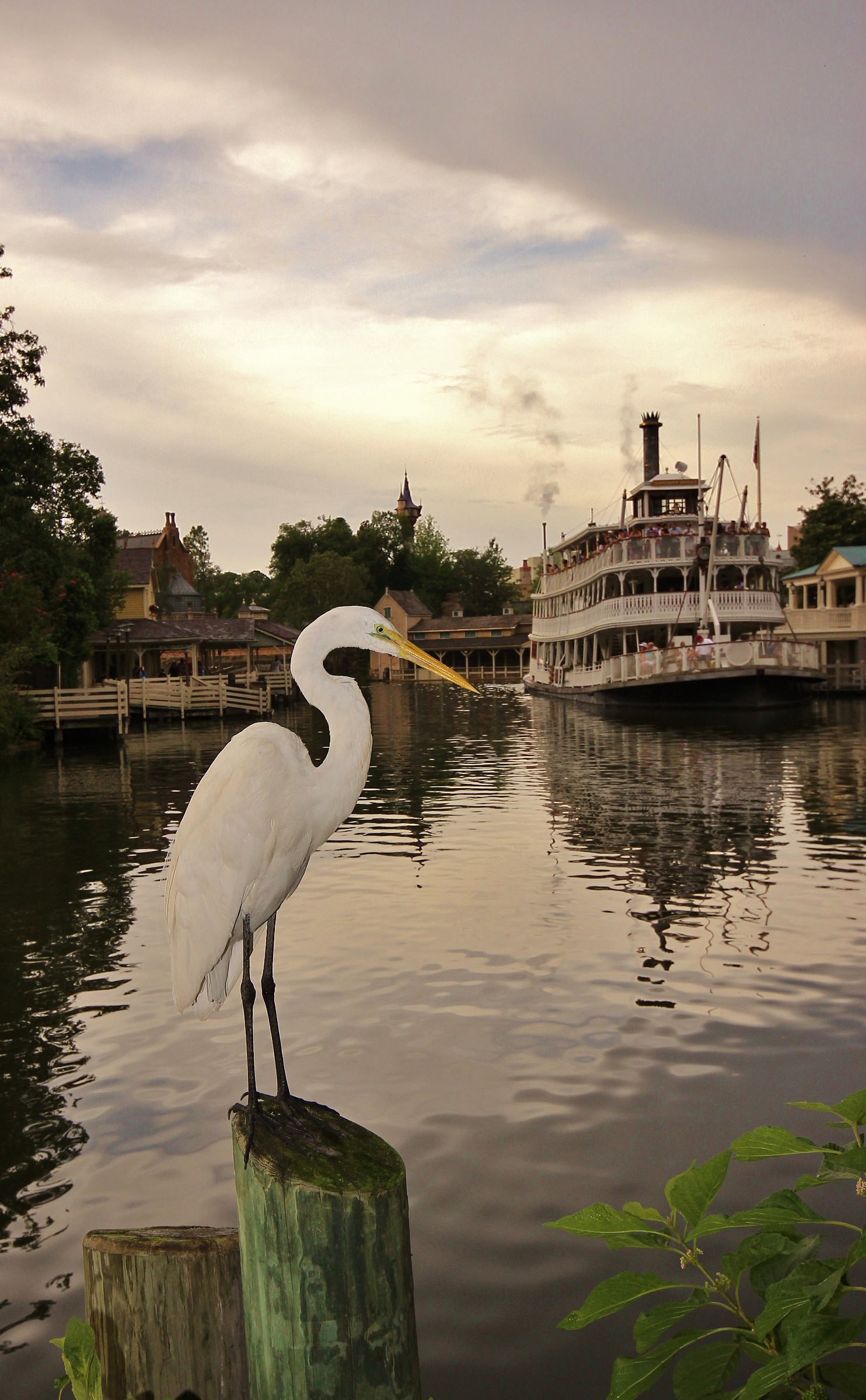 Vecchia America - airone bianco maggiore