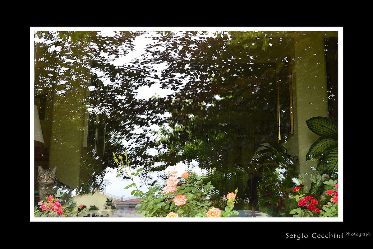 Giardino... riflesso