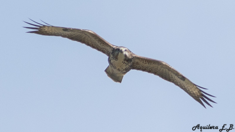 Poiana (Buteo buteo)