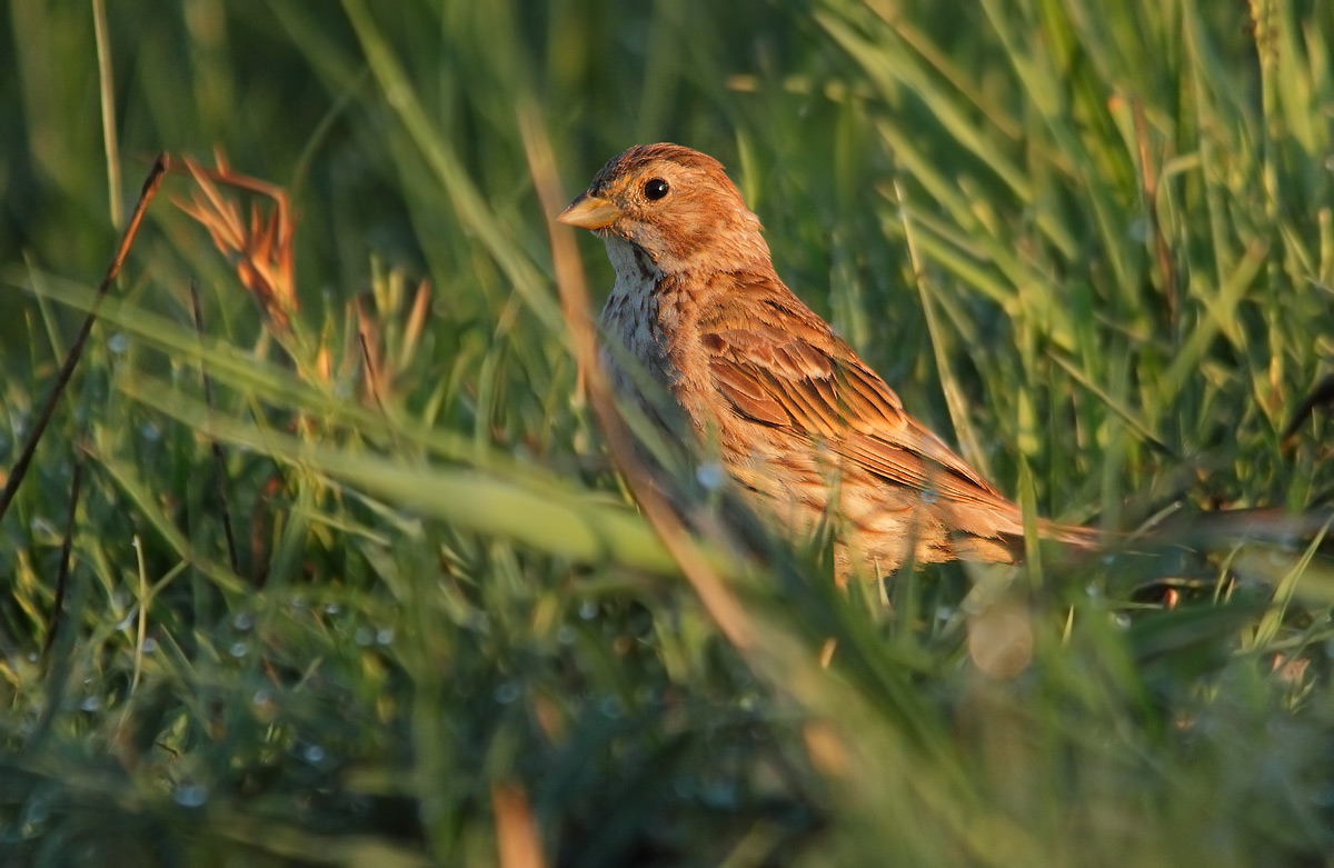 young corn bunting