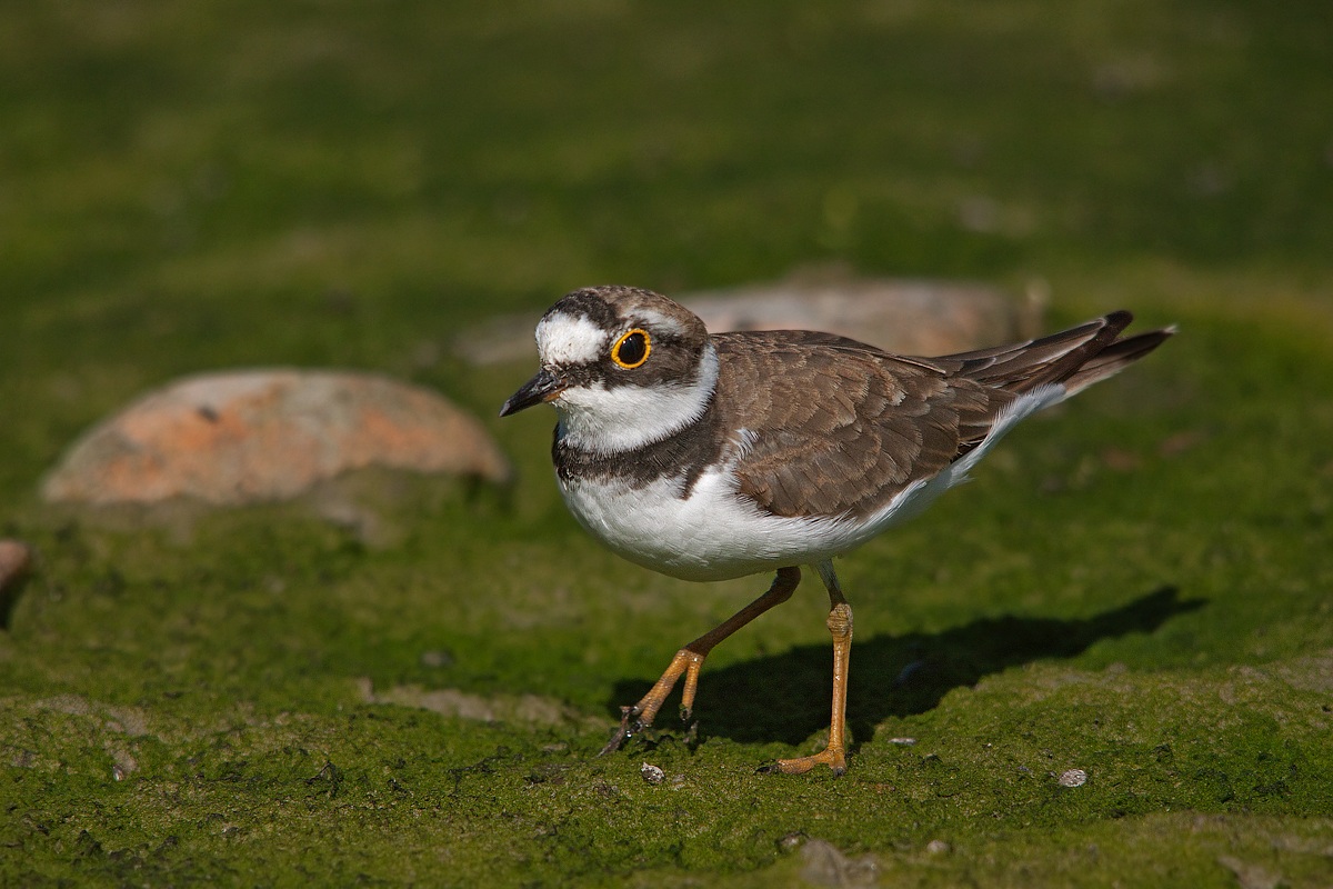 Corriere (dedicato a mia mamma)