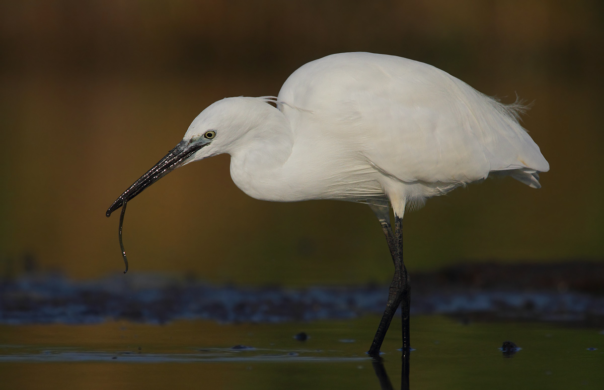Egret