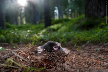 Talpa europaea