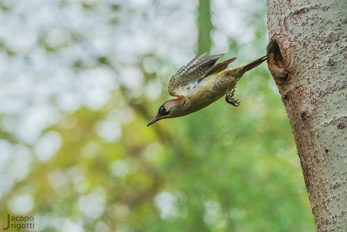 Picchio Verde femmina