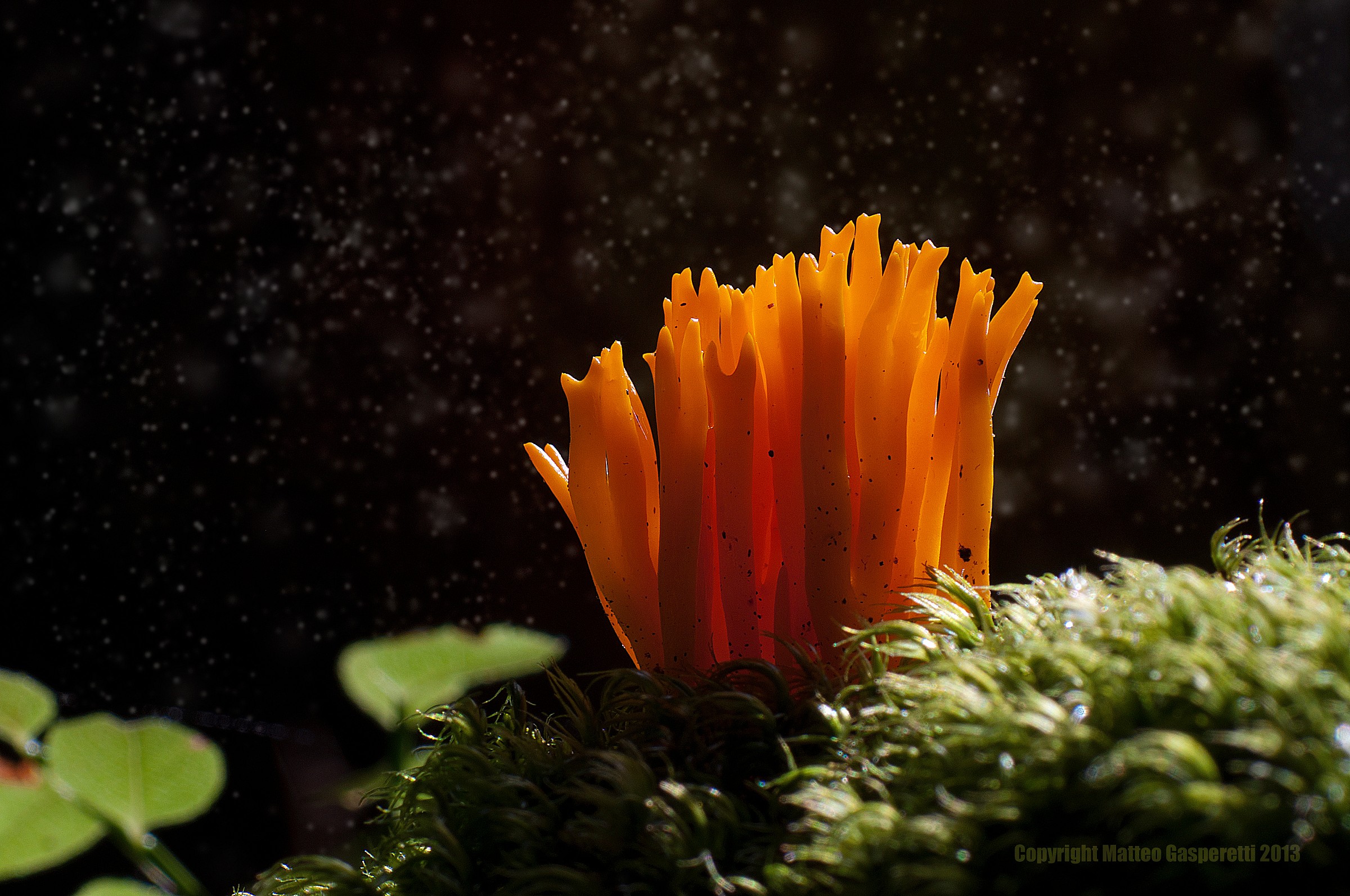Ramaria aurea