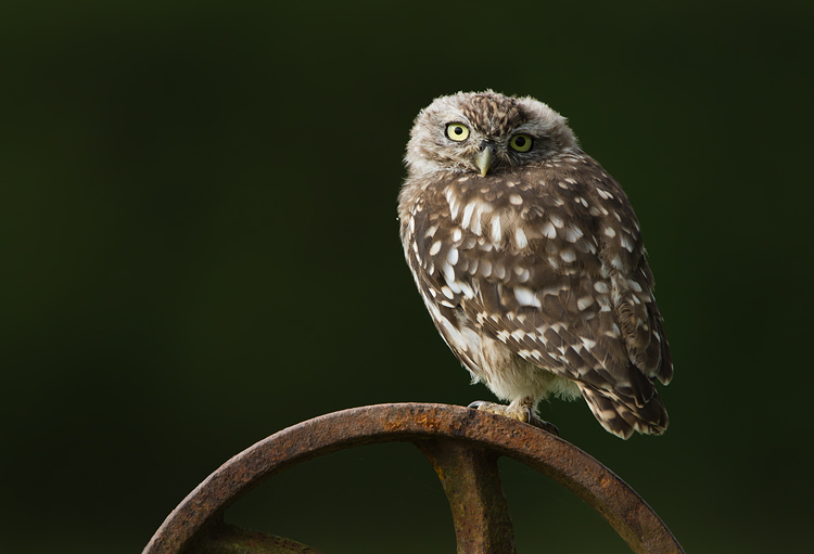 Juvenile Little Owl