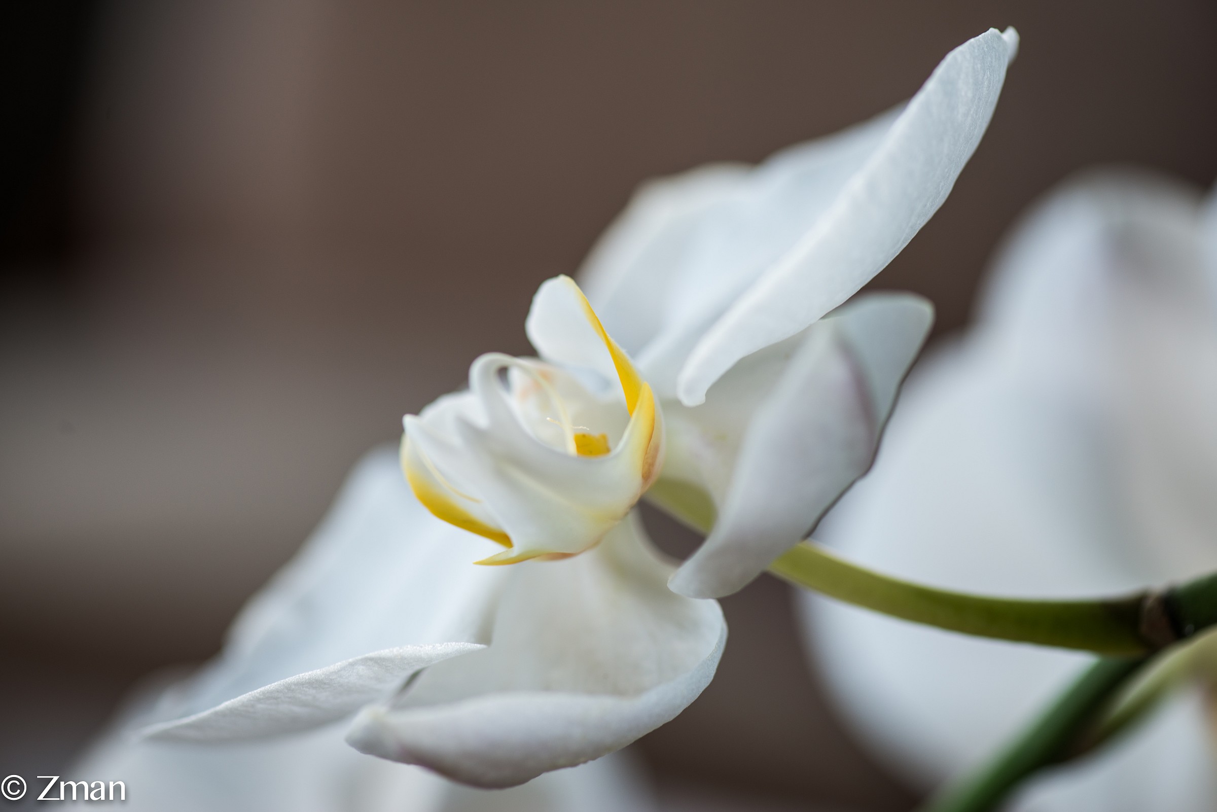 Orchid Given to Us By a Friend