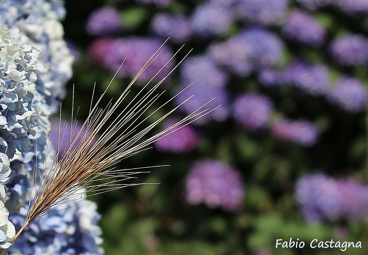 The spike between the hydrangeas