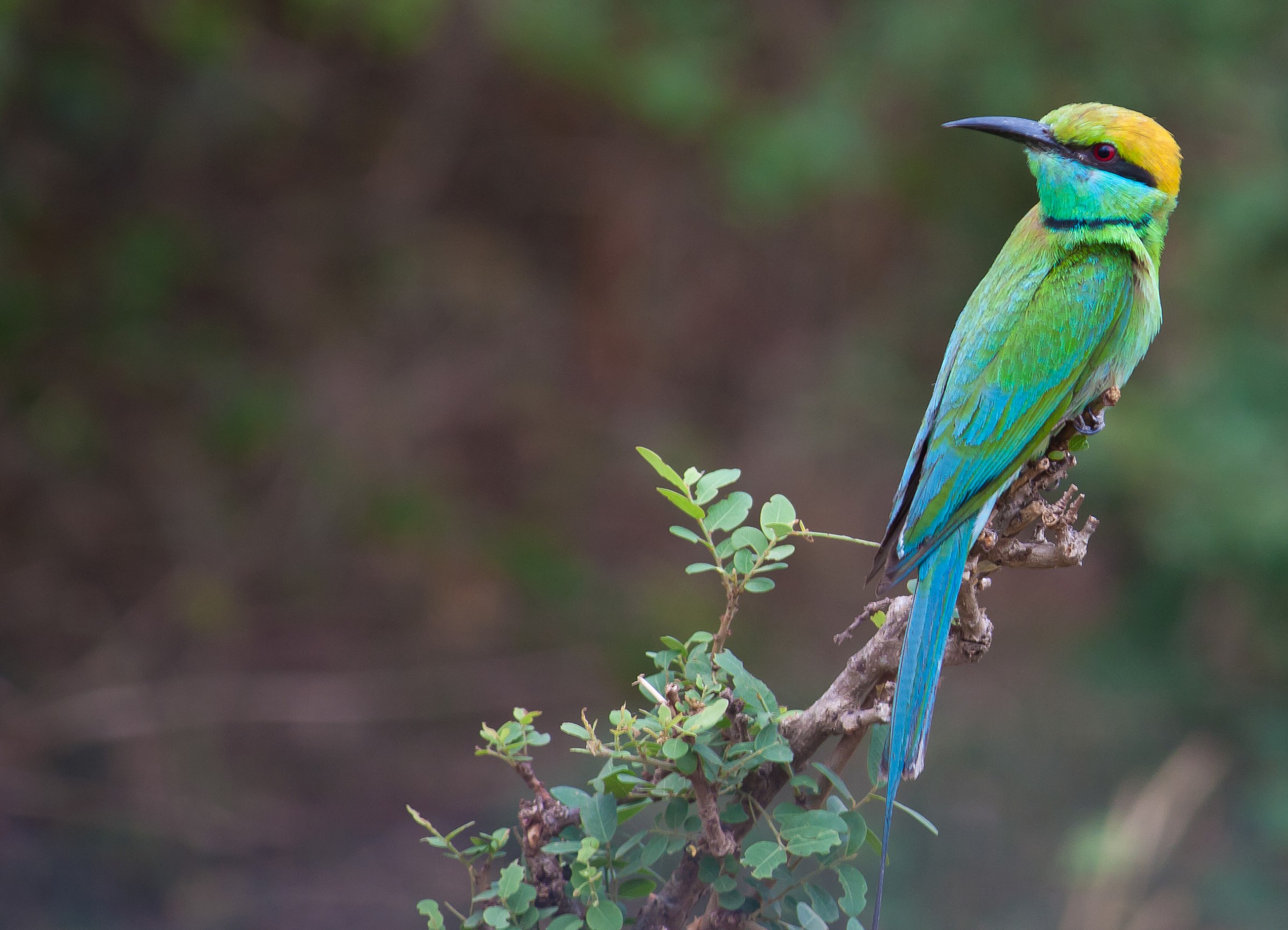Little Green Gruccione