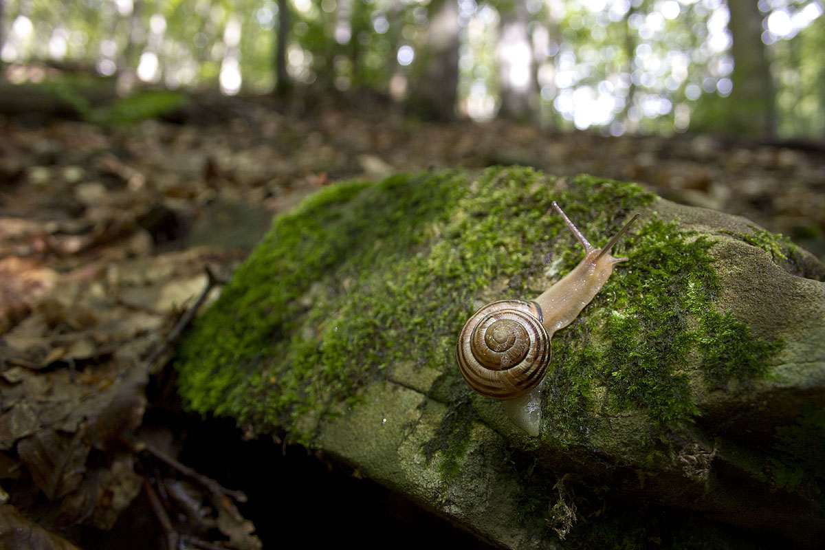 spiral in the undergrowth