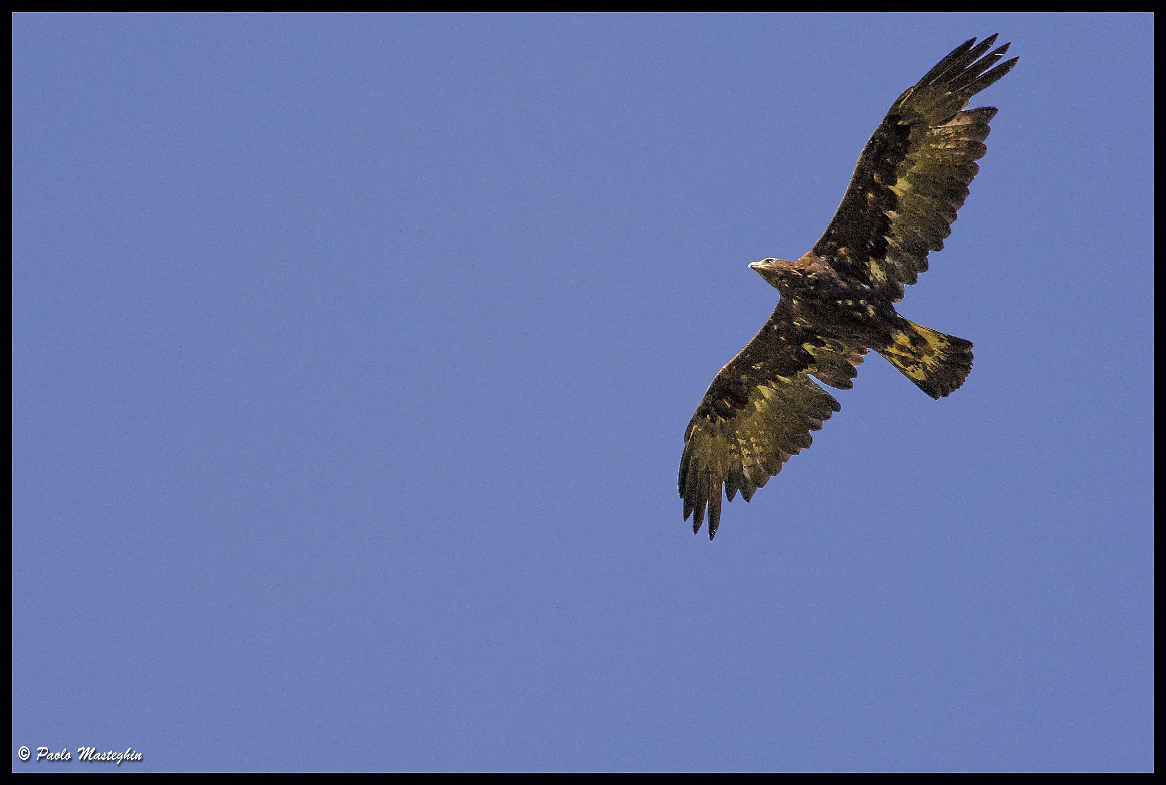 Sua maestà a caccia.....
