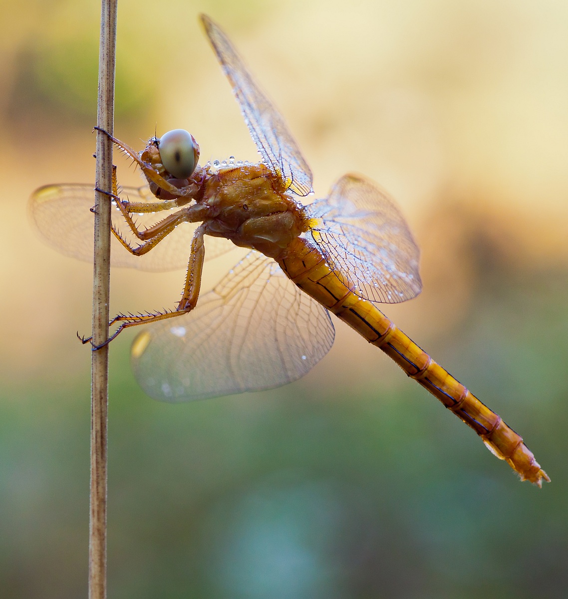 Crocothemis Erythraea