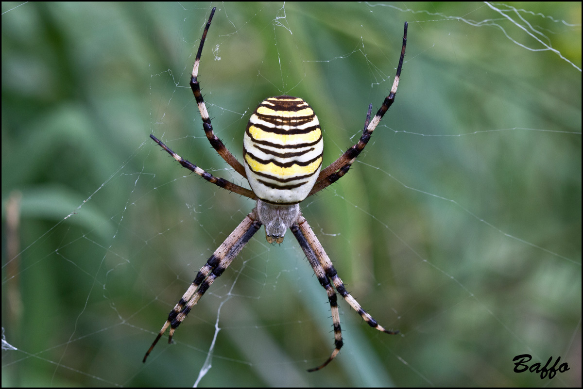 Argiope bruennichi