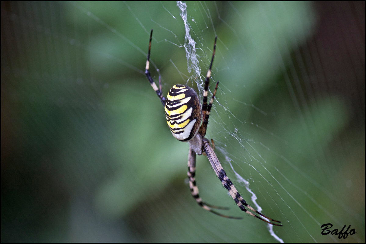 Argiope bruennichi