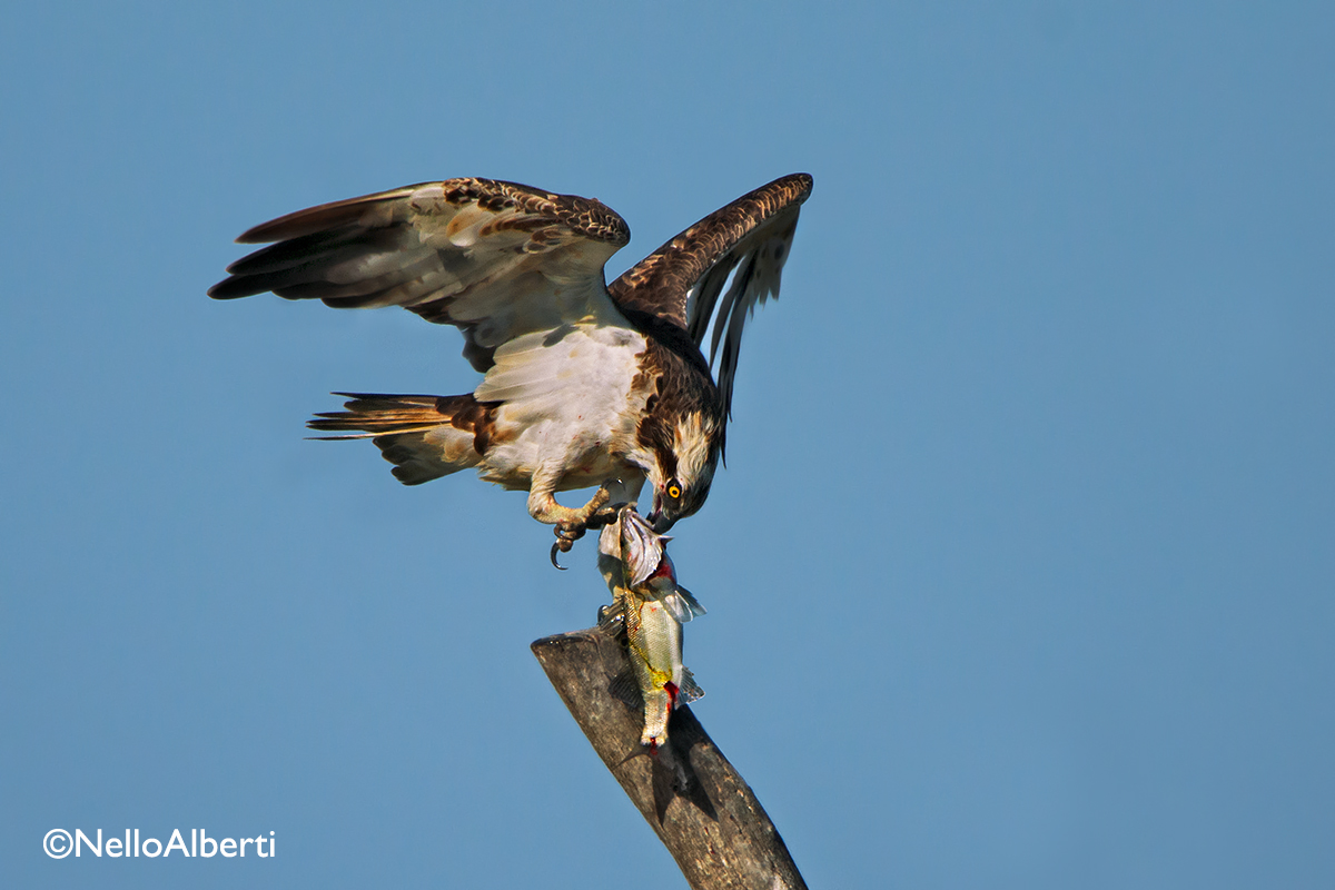 osprey and sea bass