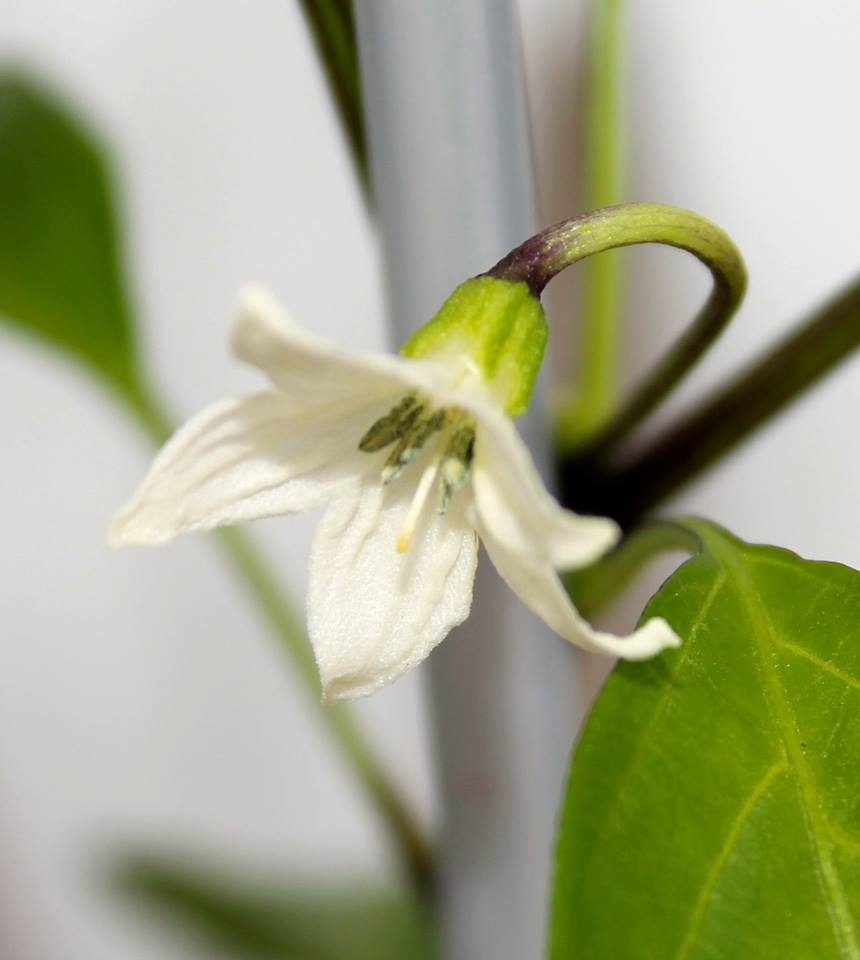 fiore di peperoncino