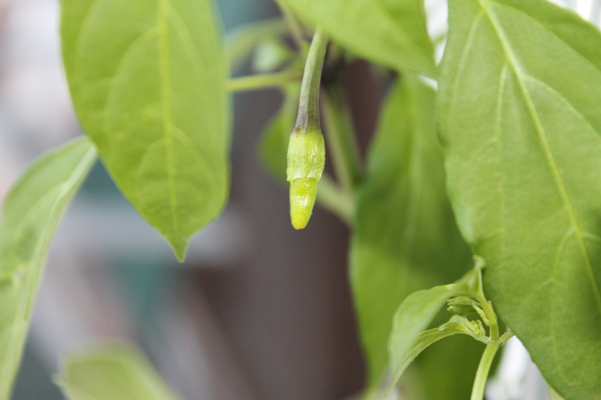 dopo tanta cura nacque il mio primo peperoncino :-)