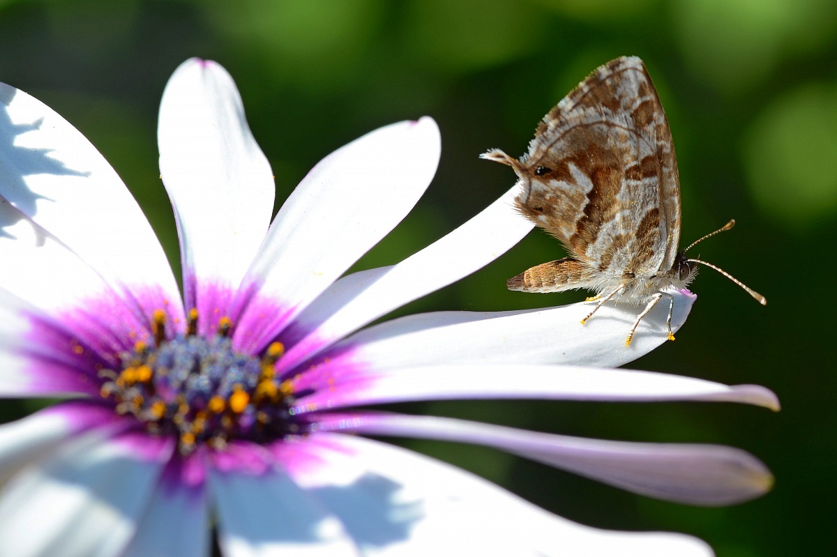 Butterfly on the petal
