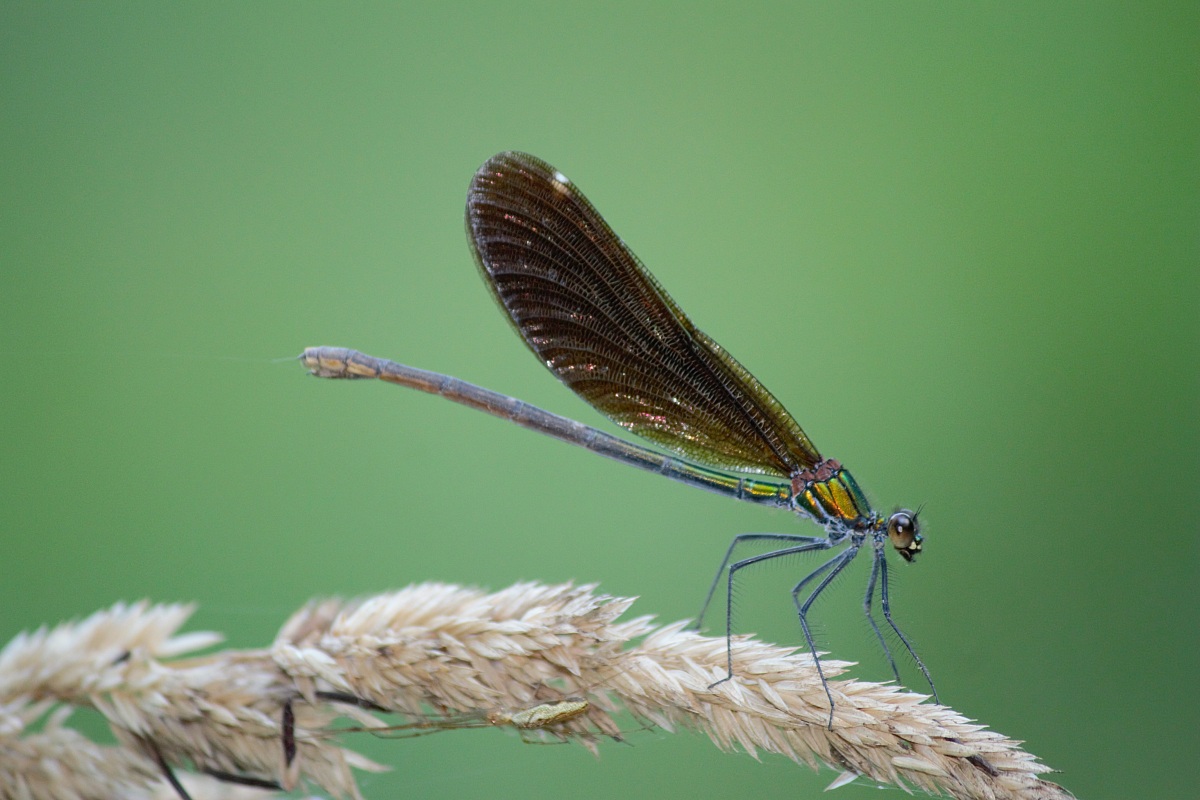 Libellula
